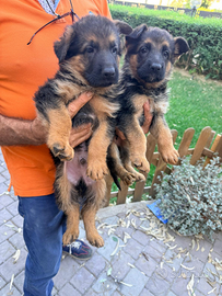 Cuccioli pastore tedesco