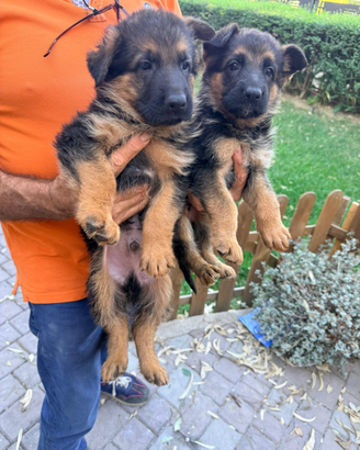 Cuccioli pastore tedesco