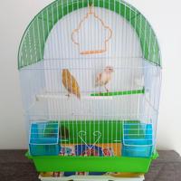 Coppia di Canarini completa di gabbia