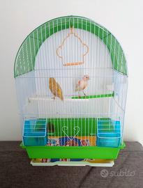 Coppia di Canarini completa di gabbia