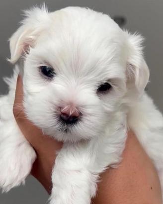 maltese cuccioli