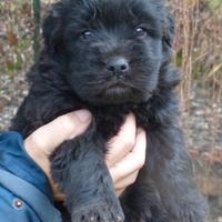 Cucciolo Bergamasco