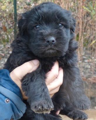 Cucciolo Pastore Bergamasco