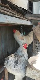 Gallo brahma