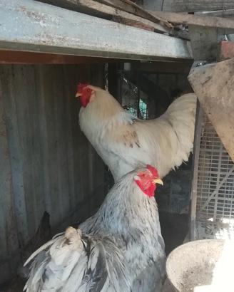 Gallo brahma