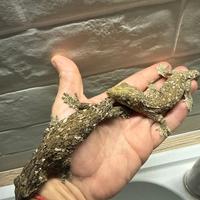 Geco gigante della Nuova Caledonia