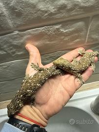 Geco gigante della Nuova Caledonia