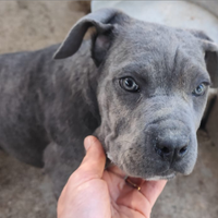 Cucciola di cane corso