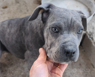 Cucciola di cane corso