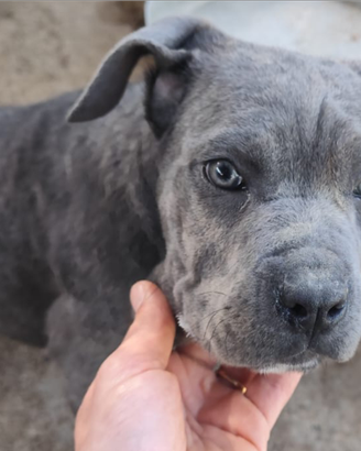 Cucciola di cane corso