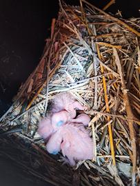 Pulli cacatua roseicapilla