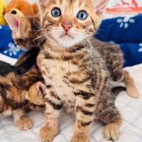 Cuccioli di gatto del Bengala