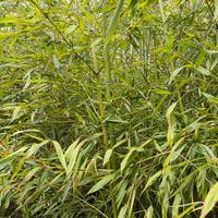 Canne comuni di fiume per orto e recinzioni