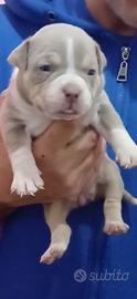 American bully