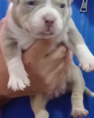 American bully