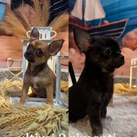 Chihuahua toy 3 mesi fulva e nera con zampe tigrat