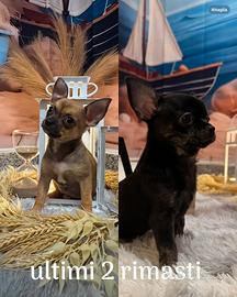 Chihuahua toy 3 mesi fulva e nera con zampe tigrat