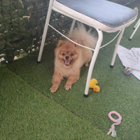 Vulpino di Pomerania 1 anno e 3 mesi