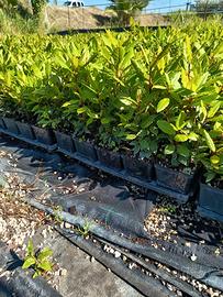 siepe di alloro(laurus nobilis)