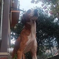 Cane segugio di 12 anni