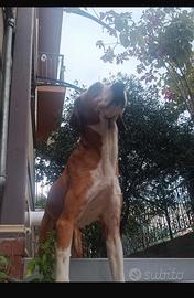 Cane segugio di 12 anni