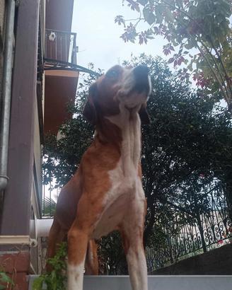 Cane segugio di 12 anni