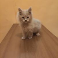 Cucciolo di Maine Coon