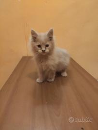 Cucciolo di Maine Coon
