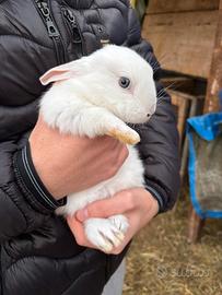 Coniglio cuccioli