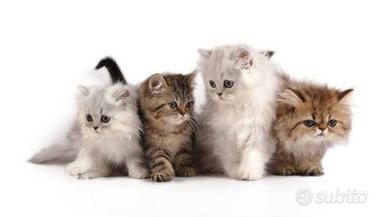Gatto persiano
