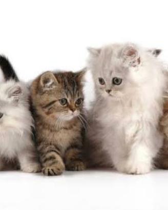 Gatto persiano