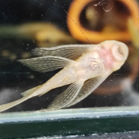 Pesci ancistrus Gold pinne avelo