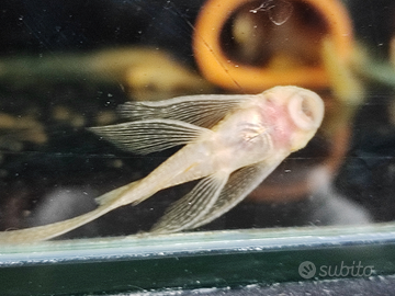 Pesci ancistrus Gold pinne avelo