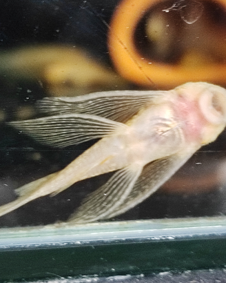 Pesci ancistrus Gold pinne avelo