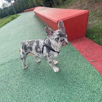 Bulldog francese accoppiamento