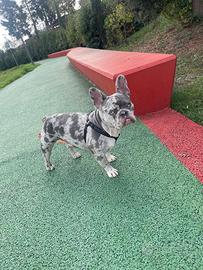 Bulldog francese accoppiamento