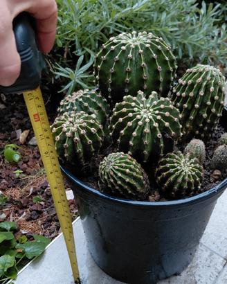 Composizione Echnopsis 12 piante