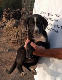 Cucciolo cane