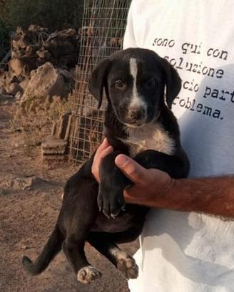 Cucciolo cane