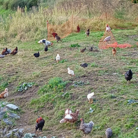 Galline ovaiole e ornamentali