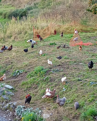 Galline ovaiole e ornamentali