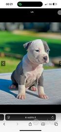 Amstaff blu occi blu