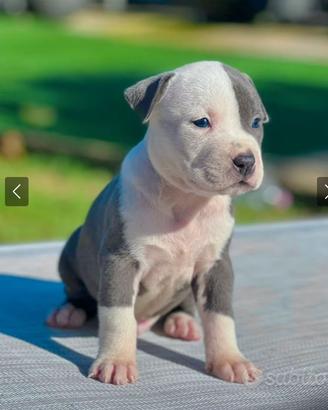 Amstaff blu occi blu
