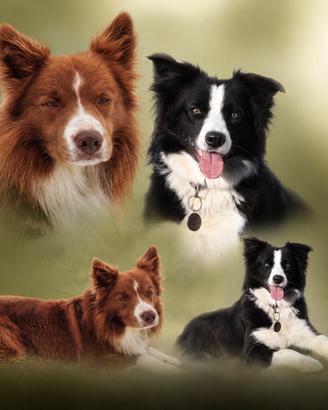 Cuccioli border collie CON pedigree