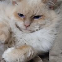 Ragdoll maschio