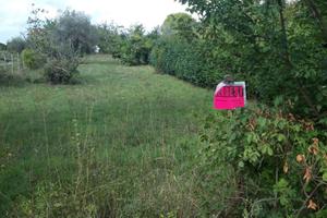 Terreno agricolo con alberi di olivo