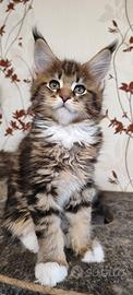 Cuccioli di Maine Coon