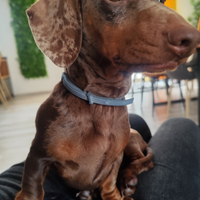 Bassotto kaninchen per monta
