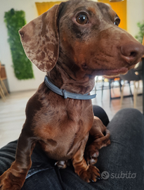 Bassotto kaninchen per monta