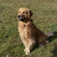 Golden retriever Americano